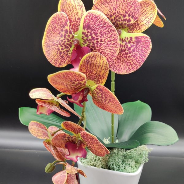 Cirkás -sárgászöld szélű  real touch orchidea ( 1 ágú )