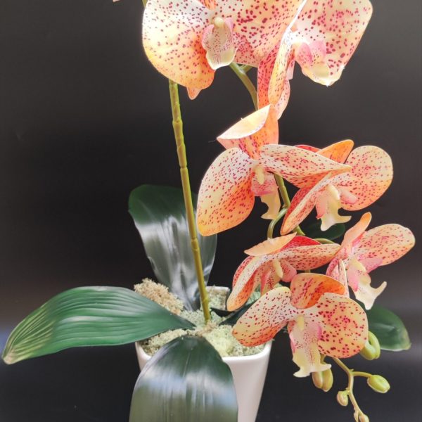 Barackvirág real touch orchidea ( 1 ágú )