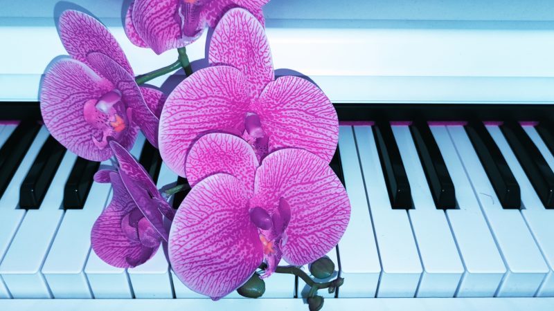 Tipp: Hogyan illeszthetők be az orchideák a lakás dizájnjába