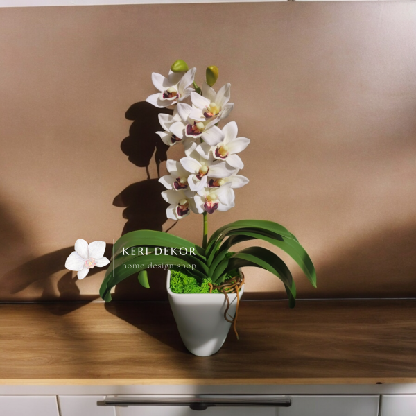 Fehér cymbidium orchidea ( 1 ágú )