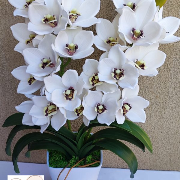 Fehér cymbidium soft touch orchidea (2 ágú)