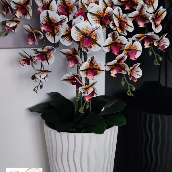 Fehér hullámos kaspó 5 ágú 4színű orchideával kb 110 cm