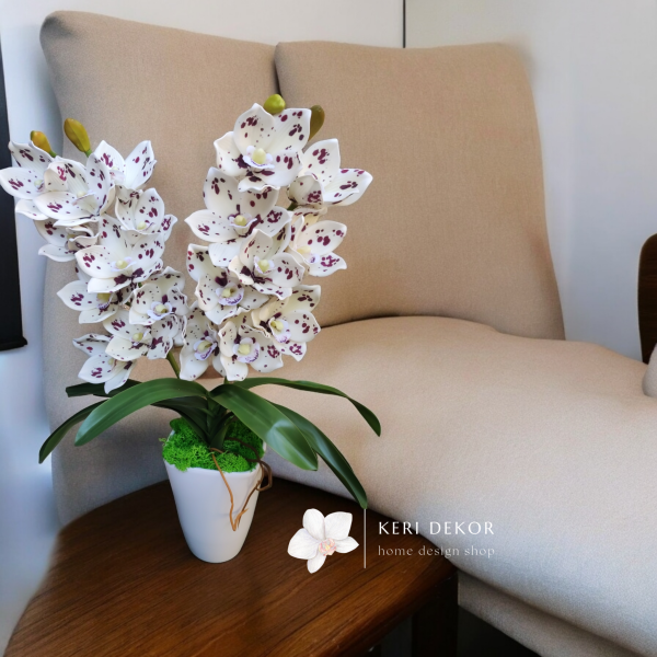 Fehér lila pöttyös cymbidium soft touch orchidea (2 ágú)