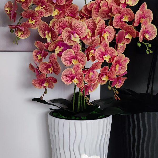 Fehér hullámos kaspó 5 ágú sárga-rózsaszín orchideával  kb 110cm