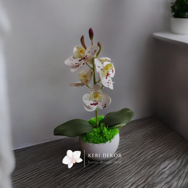 Miniorchidea (foltos)