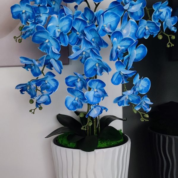 Fehér hullámos kaspó 5 ágú kék orchideával  kb 110cm