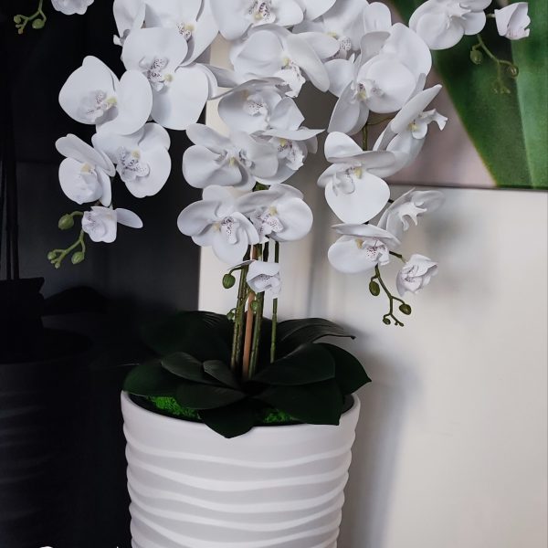 Fehér vízhullámos kaspó 5 ágú fehér pöttyös bibés orchideával kb 110cm