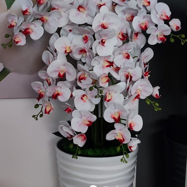 Fehér vízhullámos kaspó 7 ágú fehér piros bibés orchideával   kb 120-130cm