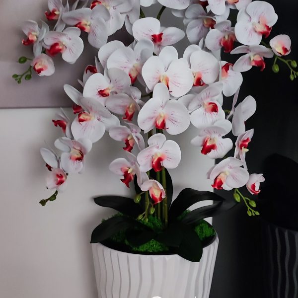 Fehér hullámos kaspó 5 ágú fehér piros bibés orchideával kb 110cm