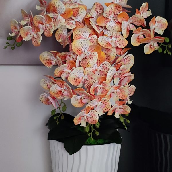 Fehér hullámos kaspó 5 ágú barack orchideával  kb 110cm