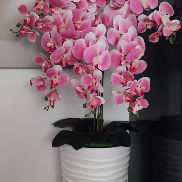 Fehér vízhullámos kaspó 5 ágú halványrózsaszín orchideával   kb 110cm