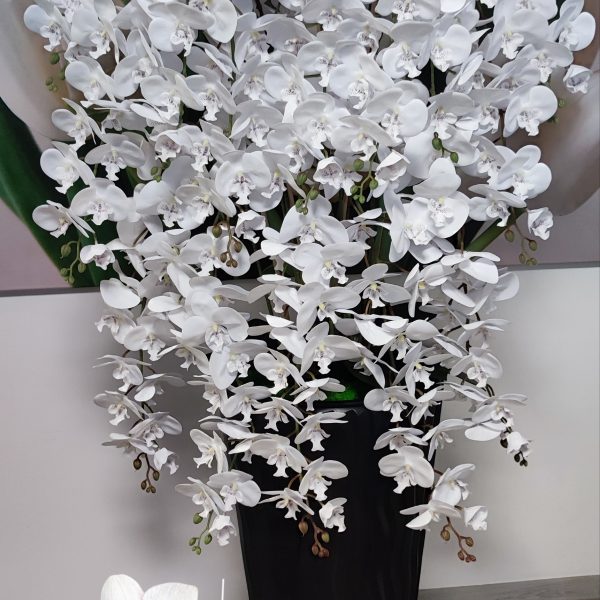 Óriás Fehér csüngős  orchidea  antracit kaspóval  (kb 150cm)