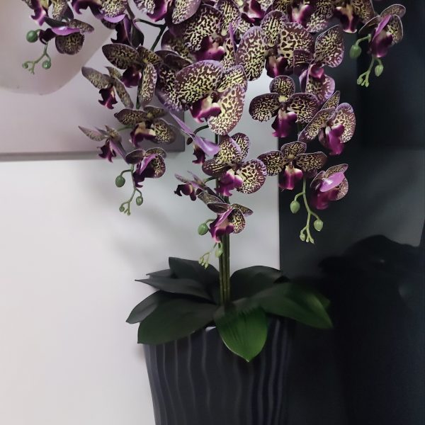 Antracit kaspó 5 ágú lila foltos real touch orchideával kb 110cm