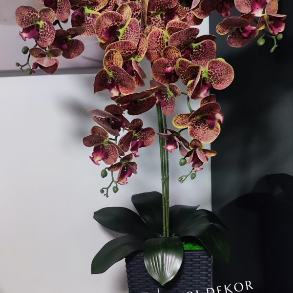 Antracit kaspós 4 ágú sárgászöld szélű real touch orchidea   kb 80-90cm